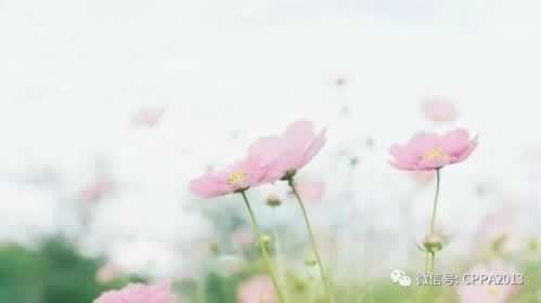 谁能解决通道维护中一直取款失败破解策略（图）