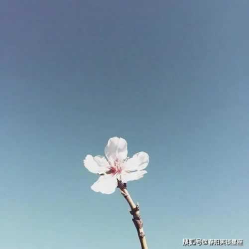 网上平台风控审核不能提现解决对策（图）