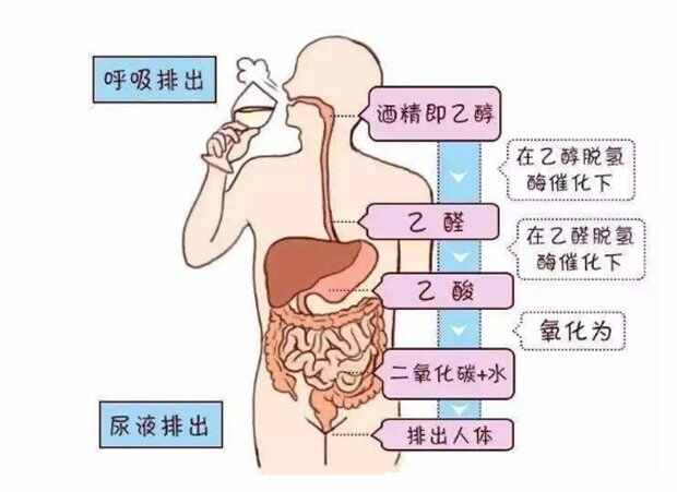 酒后多久可以开车，前一天晚上喝酒第二天能开车吗