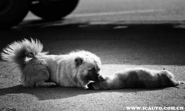 开车猫突然冲出来撞死了？开车不注意压死一个猫怎么办
