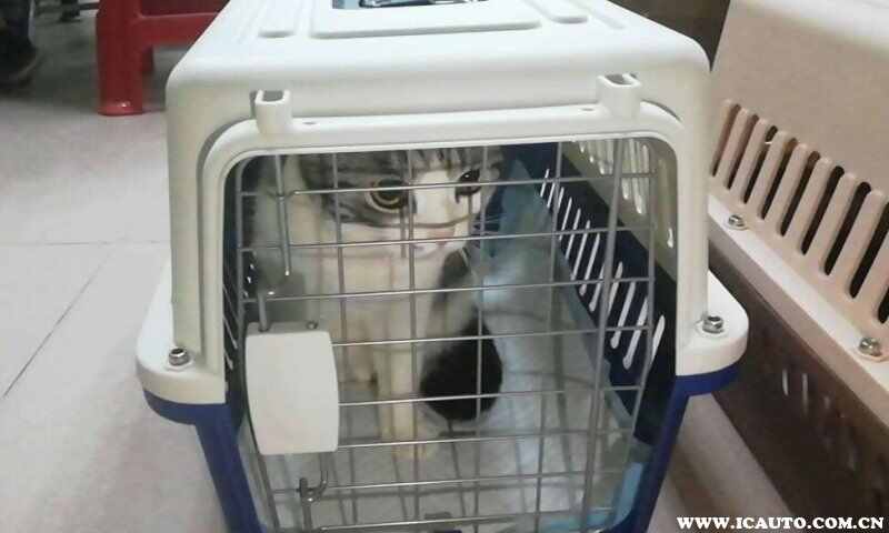 高铁托运一只猫要多少钱？高铁带猫咪怎么办托运