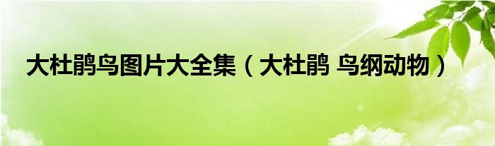 大杜鹃鸟图片大全集（大杜鹃 鸟纲动物）