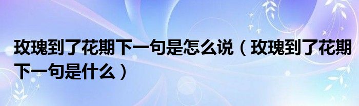 玫瑰到了花期下一句是怎么说（玫瑰到了花期下一句是什么）