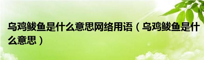 乌鸡鲅鱼是什么意思网络用语（乌鸡鲅鱼是什么意思）