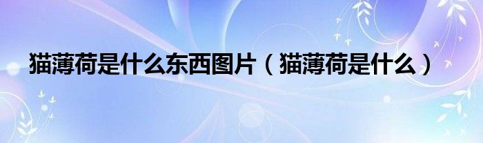 猫薄荷是什么东西图片（猫薄荷是什么）