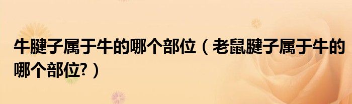 牛腱子属于牛的哪个部位（老鼠腱子属于牛的哪个部位?）