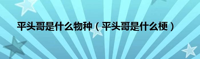 平头哥是什么物种（平头哥是什么梗）