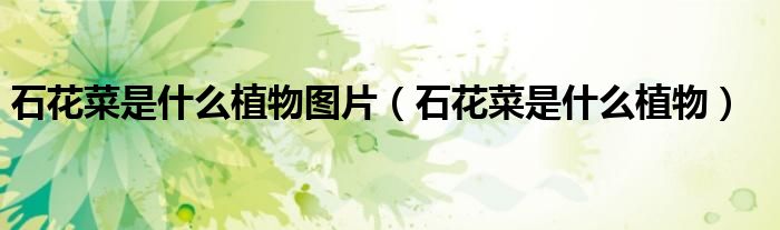 石花菜是什么植物图片（石花菜是什么植物）