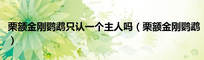 栗额金刚鹦鹉只认一个主人吗（栗额金刚鹦鹉）